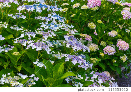 繡球花開始綻放 115355920
