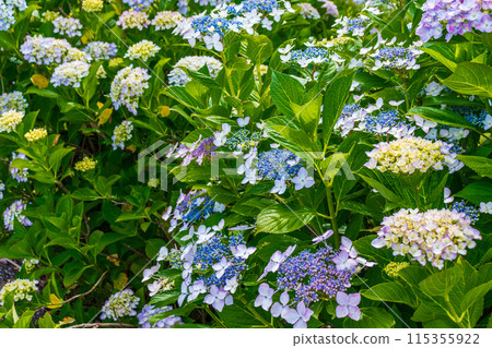 Hydrangea that begins to bloom Hydrangea that begins to bloom 115355922