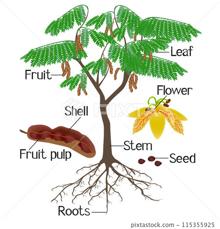 Parts of tamarind plant isolated on a white background. Parts of tamarind plant isolated on a white background. 115355925