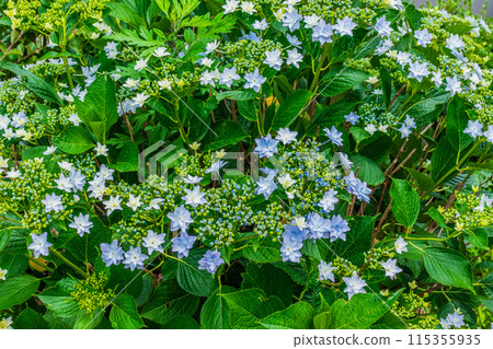 繡球花開始綻放 115355935