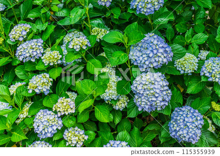 Hydrangea that begins to bloom Hydrangea that begins to bloom 115355939