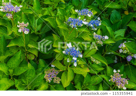 Hydrangea that begins to bloom 115355941