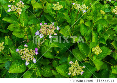 繡球花開始綻放 115355943