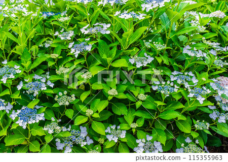 繡球花開始綻放 115355963