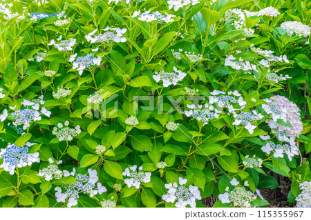 Hydrangea that begins to bloom 115355967