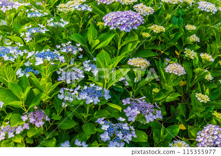 Hydrangea that begins to bloom 115355977