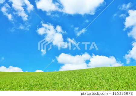 Hokkaido: A refreshing summer landscape of blue skies and fresh green grasslands 115355978