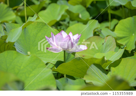 蓮花 夏季花卉 圖像 115355989