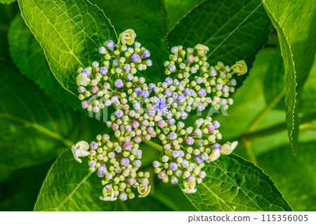繡球花開始綻放 繡球花開始綻放 115356005