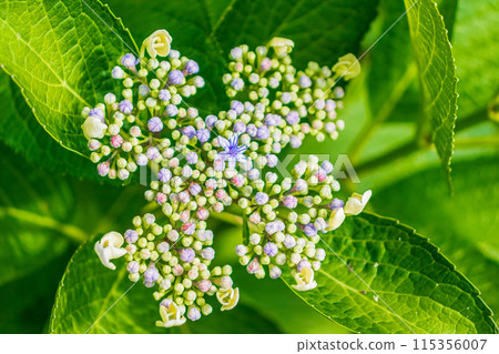 Hydrangea that begins to bloom 115356007