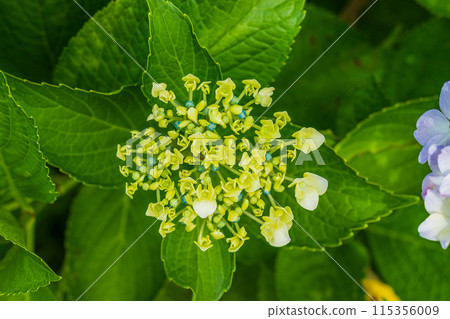 Hydrangea that begins to bloom Hydrangea that begins to bloom 115356009