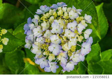 Hydrangea that begins to bloom Hydrangea that begins to bloom 115356011