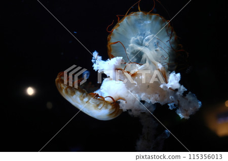 Drifting jellyfish 115356013