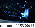 Drifting jellyfish 115356014