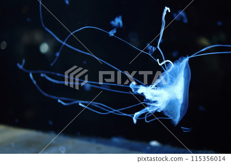 Drifting jellyfish 115356014