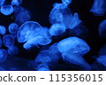 A blue jellyfish 115356015