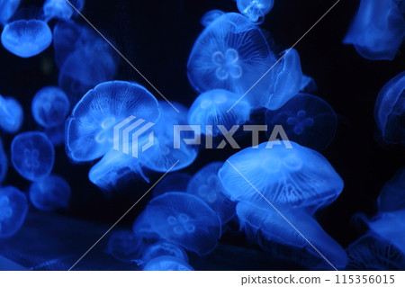A blue jellyfish 115356015