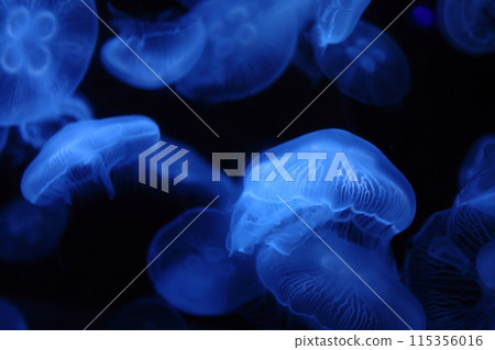 Fluffy jellyfish 115356016