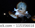 Drifting jellyfish 115356018