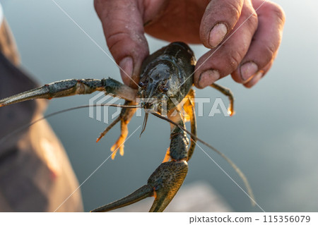 Catching crayfish while fishing, crayfish close-up 115356079
