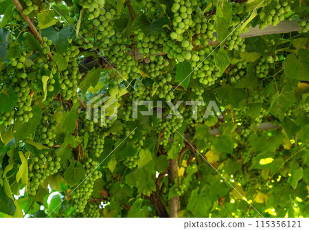 white grapes Isabella on the arch, grape harvest, autumn harvest white grapes Isabella on the arch, grape harvest, autumn harvest 115356121