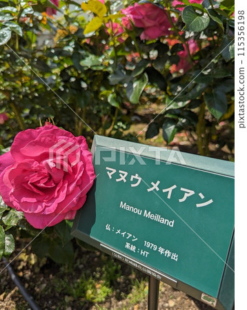 一個玫瑰園 一個玫瑰園 115356198