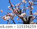 Plum blossoms in the blue sky 115356259