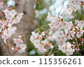 Cherry Blossoms	 115356261