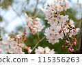 Cherry Blossoms	 115356263