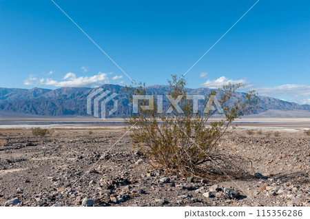 Death Valley National Park landscape 115356286