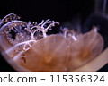 Transparent jellyfish 115356324