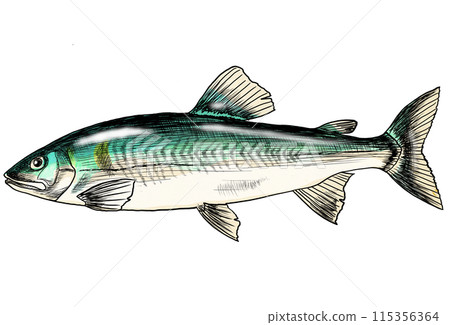 河魚香魚色鉛筆畫 河魚香魚色鉛筆畫 115356364