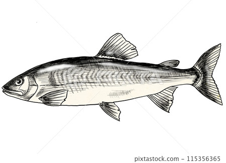 時令魚香魚的簡單黑白插圖 時令魚香魚的簡單黑白插圖 115356365