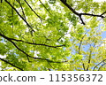 Looking up at trees in the fresh green season 115356372
