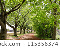 A scene of the park wrapped in fresh green 115356374