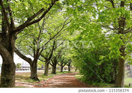 A scene of the park wrapped in fresh green 115356374