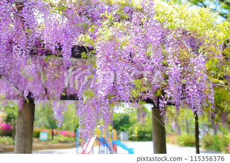  Wisteria flowers 115356376
