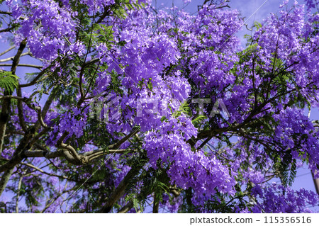 Jacaranta flower 3 Jacaranta flower 3 115356516