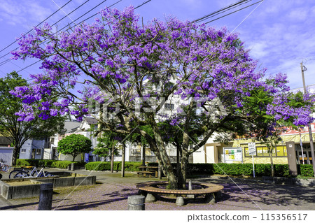 Jacaranda tree 1 115356517