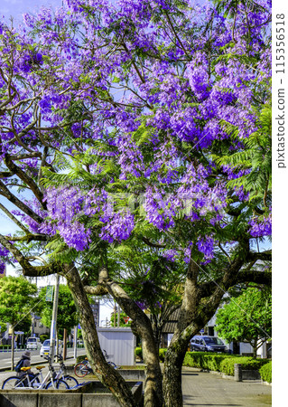 Jacaranda tree (vertical) Jacaranda tree (vertical) 115356518