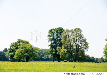 A spacious field and large trees under the bright sunlight at Osterley Park on the outskirts of London 115356558
