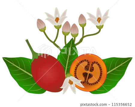 Whole tamarillo and half with flowers and leaves on a white background. 115356652