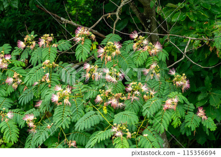 Silk tree flowers on a rainy day Silk tree flowers on a rainy day 115356694