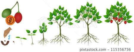 Cycle of growth of tamarillo plant on a white background. 115356736