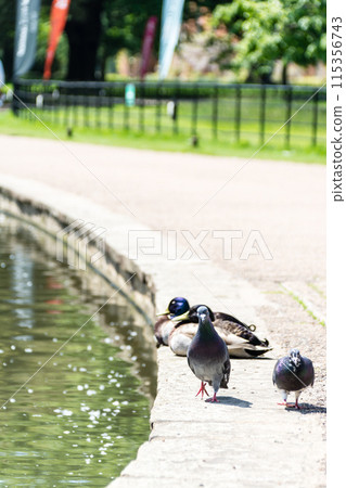 Pigeons strolling along the pond and ducks sitting and taking a rest in Osterley Park, on the outskirts of London 115356743