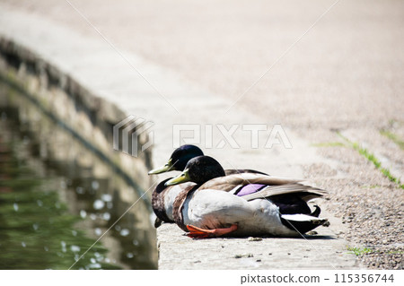 Ducks sitting and taking a rest beside the pond in Osterley Park, a suburb of London 115356744