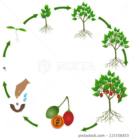 Life cycle of tamarillo plant on a white background. 115356853