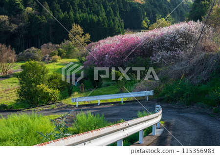 卡里諾田，桃花之鄉 115356983