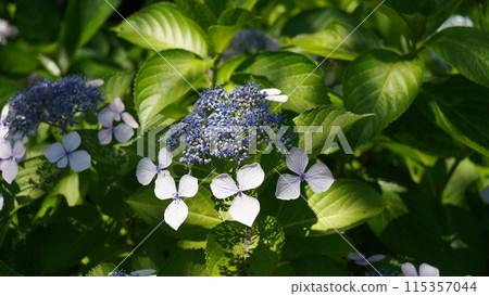 Hydrangea blooming in the park Hydrangea blooming in the park 115357044