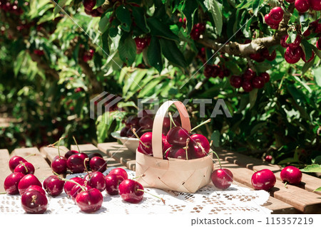 Still life of cherries in wicker basket on table in garden Still life of cherries in wicker basket on table in garden 115357219